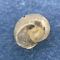 #2 Vitrina pellucida 5.3mm Aarschot, Belgium, Under Railroad Bridge Vitrinidae