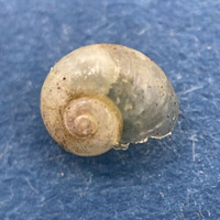 #3 Vitrina pellucida 4.6mm Aarschot, Belgium, Under Railroad Bridge Vitrinidae