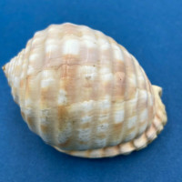 #12 Malea pomum 72mm Lamalagi Island, Fiji Tonnidae