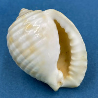 #9 Malea pomum 41.8mm Samar, Philippines, Trawled On Sand, Shallow Water