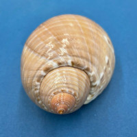 #5 Tonna perdix 114mm Philippines 15