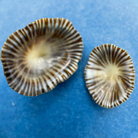 #2 Siphonaria naufragum 15-20mm Amelia Island, Florida Siphonariidae