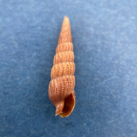 #2 Terebra protexta 17mm Gulfport, Florida