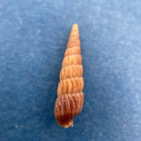 #2 Terebra protexta 17mm Gulfport, Florida