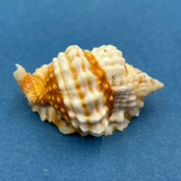 #4 Distorsio anus 49.2mm Philippines