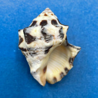 #1 Thais (Menathais) tuberosa 39.5mm Cebu, Philippines, On Intertidal Rocks