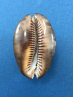 #3 Cypraea maculifera 49.7mm Oahu, Hawaii 30' Deep Collected 1968