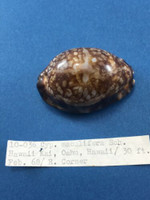 #3 Cypraea maculifera 49.7mm Oahu, Hawaii 30' Deep Collected 1968