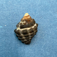 #4 Morula (Tenguella) granulata 17.4mm Batangas, Philippines, Intertidal Rocks