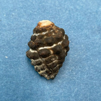 #5 Morula (Tenguella) granulata 18.2mm Batangas, Philippines, Intertidal Rocks