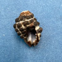 #5 Morula (Tenguella) granulata 18.2mm Batangas, Philippines, Intertidal Rocks