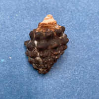 #6 Morula (Tenguella) granulata 18.7mm Batangas, Philippines, Intertidal Rocks