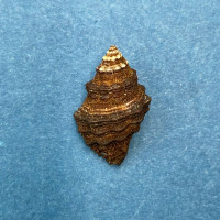 #2 Drupella margariticola 20.4mm Tropical Pacific