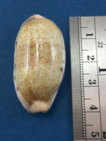 #2 Cypraea (Erronea) caurica longior 38.9mm Langford Reef Australia Under Rocks