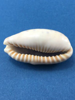 #3 Cypraea (Erronea) caurica longior BIG 49mm Great Barrier Reef Under Rocks