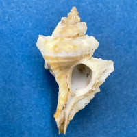 Pteropurpura plorator 35.1mm Japan