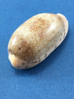 #4 Cypraea (Erronea) caurica longior BIG 48mm Great Barrier Reef Under Rocks