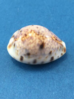 #3 Cypraea (Lyncina) lynx caledonica 30mm Guam On Rocks 15' Collected 1974