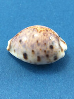 #3 Cypraea (Lyncina) lynx caledonica 30mm Guam On Rocks 15' Collected 1974