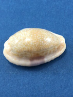 #3 Cypraea (Naria) erosa 34.5mm Momi Reef, Fiji