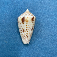 #3 Conus (Ximeniconus) perplexus 16.3mm On Sand bar, Cholla Bay, Sonora Mexico