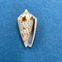 #3 Conus (Ximeniconus) perplexus 16.3mm On Sand bar, Cholla Bay, Sonora Mexico