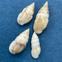 Otopleura auriscati 12-16mm Snorkel, 3', In Sand, Mactan, Cebu, Philippines