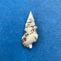 Cerithium lividulum 20mm Palmeira Bay, Ilha do Sal, Cape Verde Islands