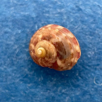 Gibbula multicolor hera 4.1mm Port Elizabeth, South Africa