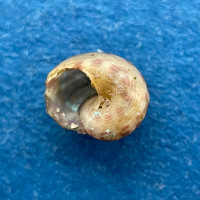 Gibbula multicolor hera 4.1mm Port Elizabeth, South Africa