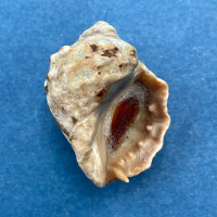 #1 Acanthina lugubris 22.5mm W/O Gomernadora Island, Panama