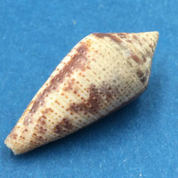 Conus (Ximeniconus) ximenes 34.1mm West Mexico
