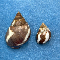 Echinolittorina peruviana 10-16mm On Shore, Coquimbo, Chile Collected 1963