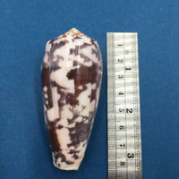 #6 Conus Striatus 75mm Santa Nina, Samar, Philippines, Night 5-10' In Rubble