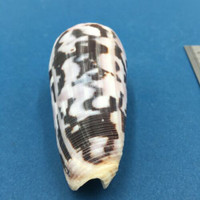 #3 Conus Striatus 84mm Santa Nina, Samar, Philippines, Night 5-10' In Rubble