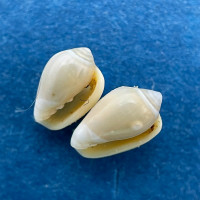 Marginella australis 5.7-6.3mm Broome, Western Australia