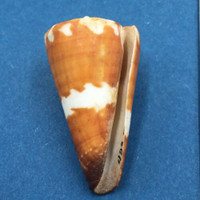 Conus litoglyphus 46.5mm Manubol, Tapul, Philippines, Scuba, 5-10m In Coral