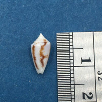 #9 Conus Ximeniconus wendrosi 11.4mm Barcadera, Aruba On Exposed Sand Bar