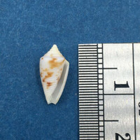 #8 Conus Ximeniconus wendrosi 11.4mm Barcadera, Aruba On Exposed Sand Bar