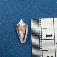 #7 Conus Ximeniconus wendrosi 11.1mm Barcadera, Aruba On Exposed Sand Bar