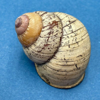 Cochlostyla daphnis faunus 49.2mm In Forest, Catmon, Cebu Island, Philippines