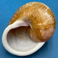 Trachystyla cretata 63mm In Forest S. Of Borongan, Samar Is., Philippines