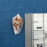 #4 Conus Ximeniconus wendrosi 11.5mm Barcadera, Aruba On Exposed Sand Bar