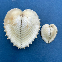 #3 Corculum cardissa dionaeum 18-35mm Dead On Beach, Cebu, Philippines