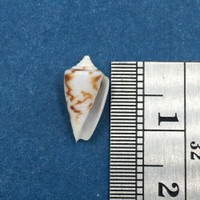 #3 Conus Ximeniconus wendrosi 12.2mm Barcadera, Aruba On Exposed Sand Bar
