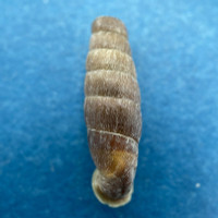 #2 Ehrmaniella quadrata 19.1mm Acobamba, Peru Under Rocks Full Data Clausiliidae