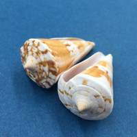 #5 Conus voluminalis macarae Set x2 43-44mm Dived On Reef 5-10m Cuyo Philippines