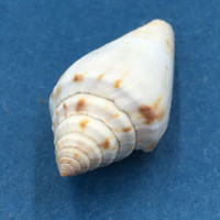 Conus anemone 31.7mm Unusual Form, Thevenard, S Australia Under Slab Low Tide