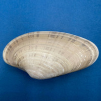 Macrocallista nimbosa 110mm Sanibel Island, Florida Veneridae