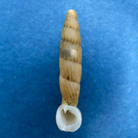 #3 Nenia tridens 24.5mm S. Of Aguas Buenas, Puerto Rico On Trees, Full Data